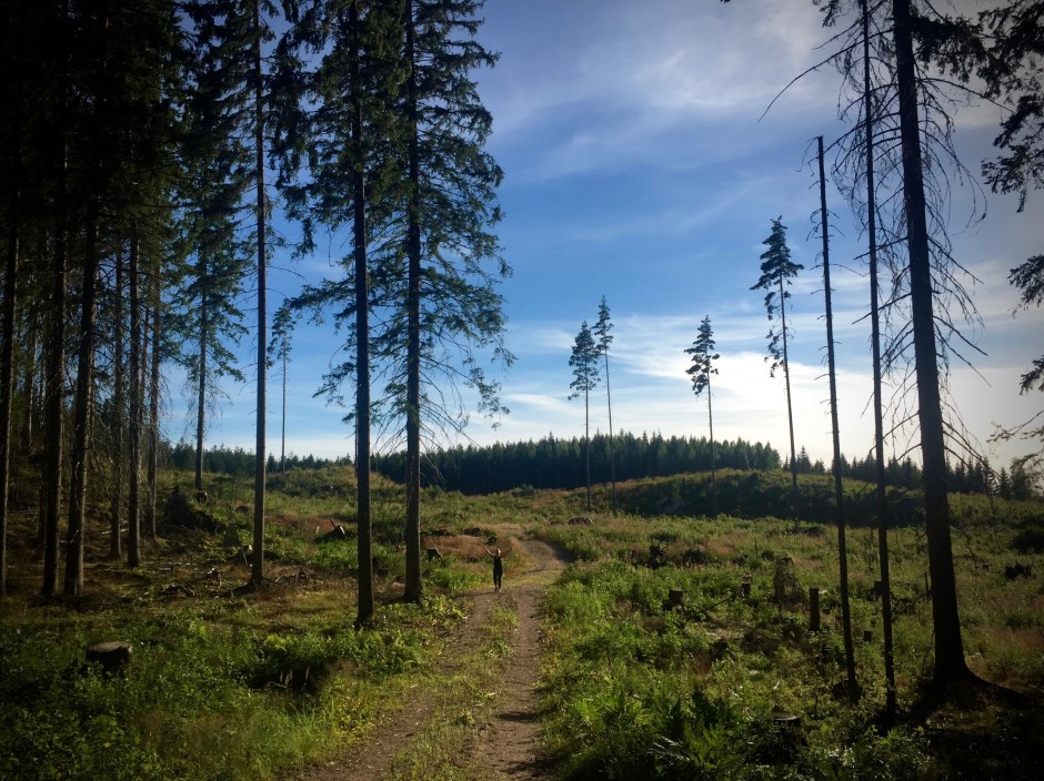 Metsäkävely ja villivadelmat.
